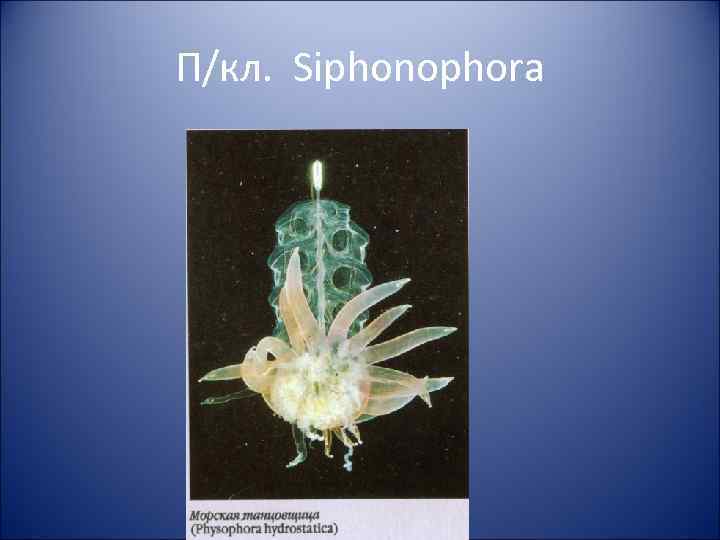 П/кл. Siphonophora 