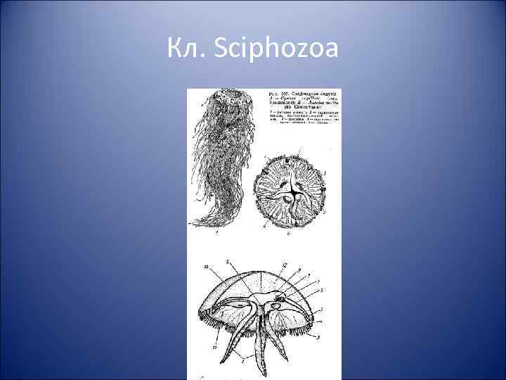 Кл. Sciphozoa 