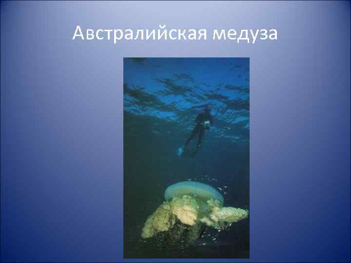 Австралийская медуза 