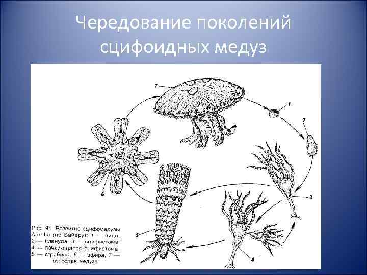 Чередование поколений сцифоидных медуз 