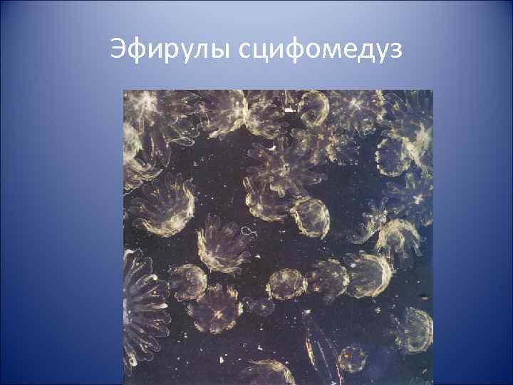 Эфирулы сцифомедуз 