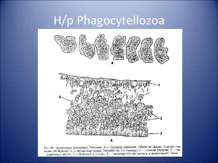 Н/р Phagocytellozoa 