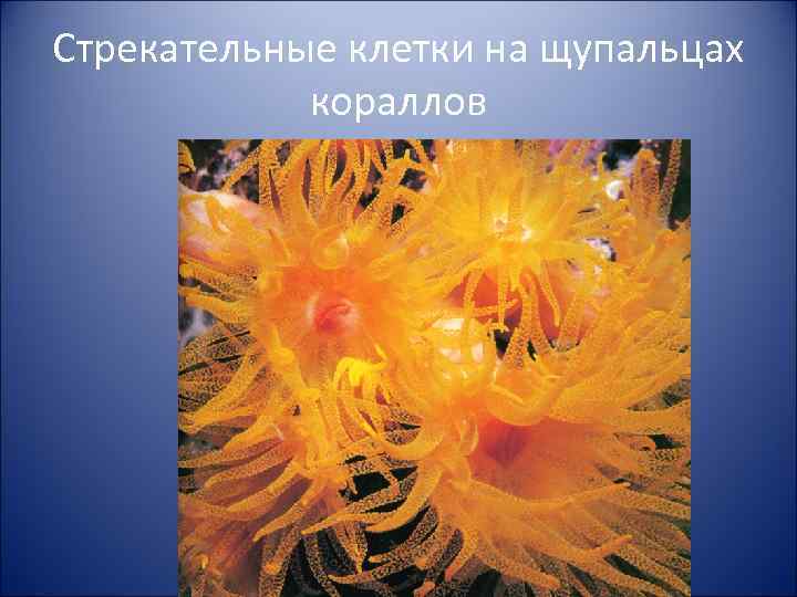 Стрекательные клетки на щупальцах кораллов 