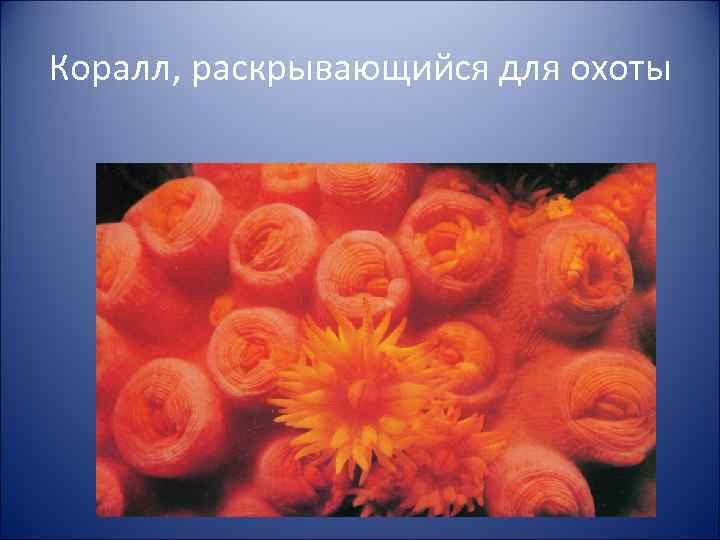 Коралл, раскрывающийся для охоты 