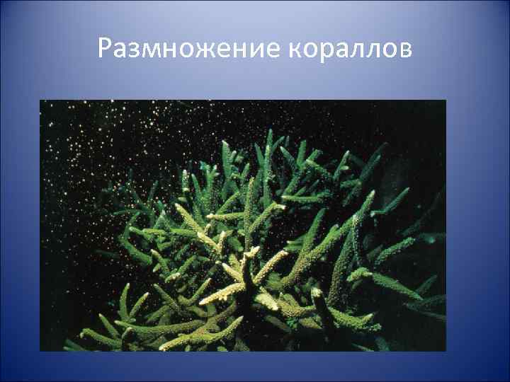 Размножение кораллов 