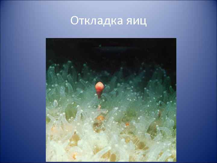 Откладка яиц 