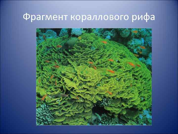 Фрагмент кораллового рифа 