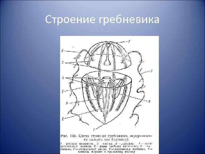 Строение гребневика 