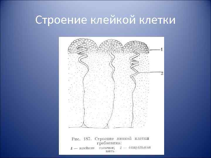 Строение клейкой клетки 