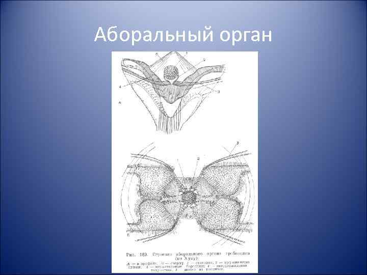 Аборальный орган 