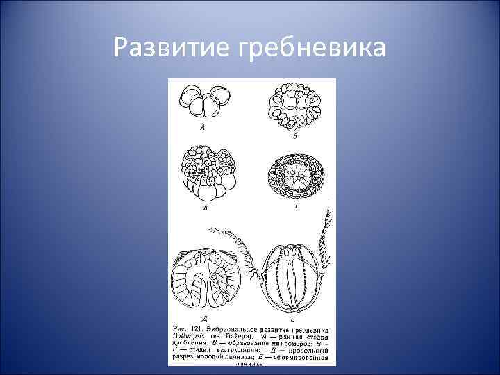 Развитие гребневика 