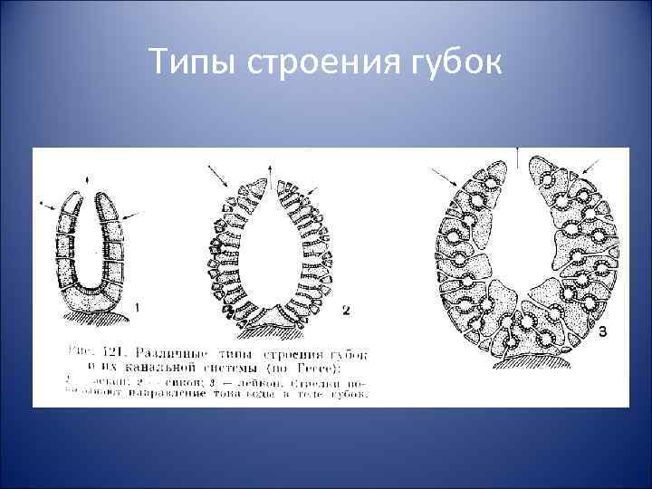 Типы строения губок 