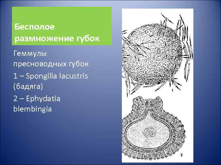 Бесполое размножение губок Геммулы пресноводных губок 1 – Spongilla lacustris (бадяга) 2 – Ephydatia