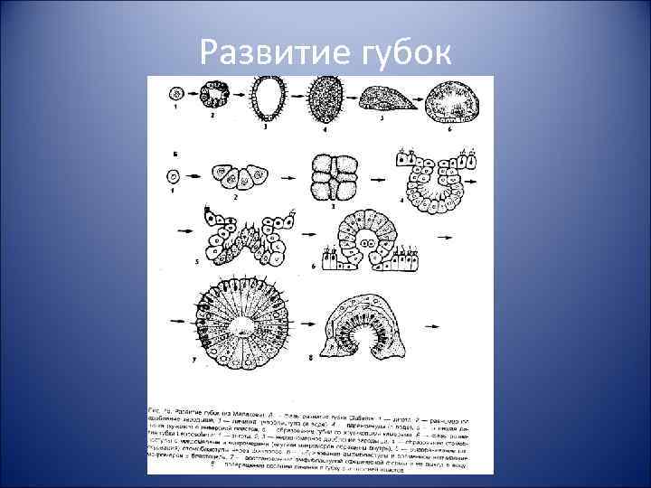 Развитие губок 