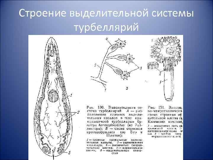 Строение выделительной системы турбеллярий 