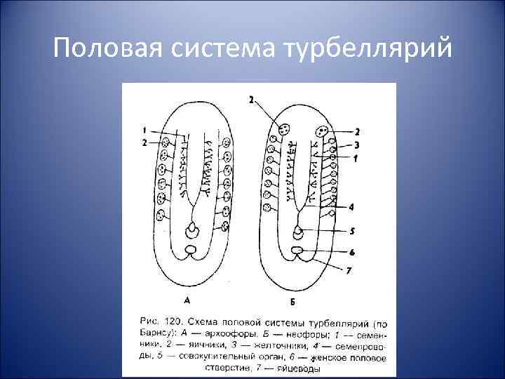 Половая система турбеллярий 