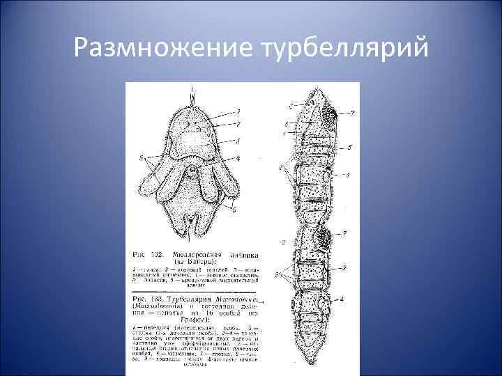 Размножение турбеллярий 