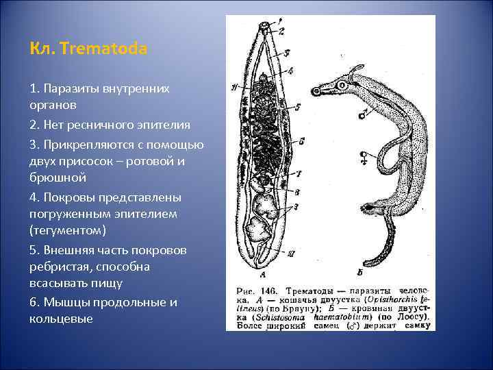 Кл. Trematoda 1. Паразиты внутренних органов 2. Нет ресничного эпителия 3. Прикрепляются с помощью