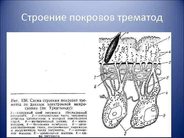 Строение покровов трематод 