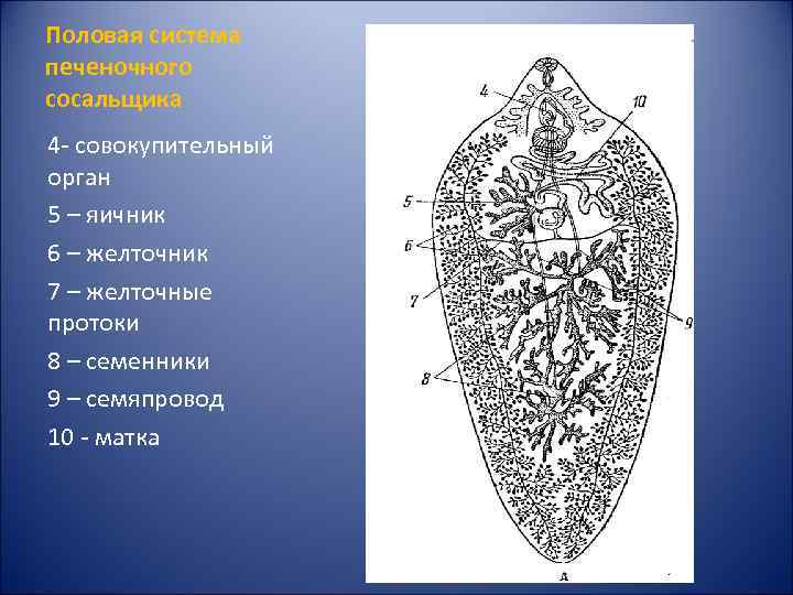 Половая система печеночного сосальщика 4 - совокупительный орган 5 – яичник 6 – желточник