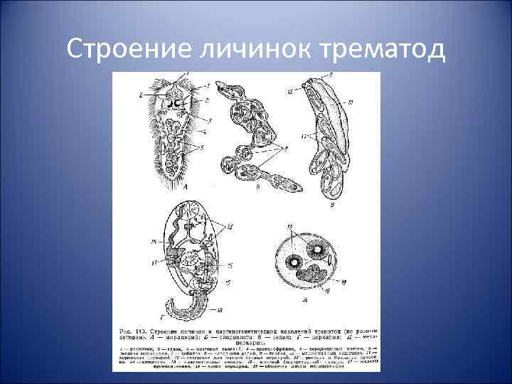 Строение личинок трематод 