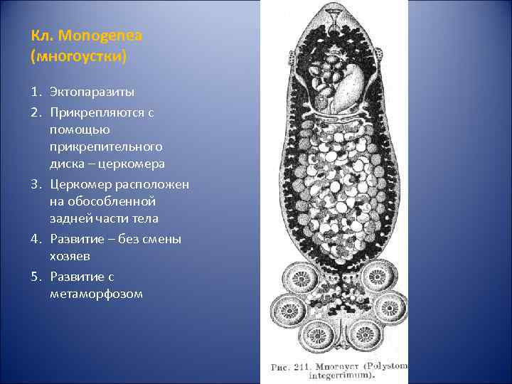 Кл. Monogenea (многоустки) 1. Эктопаразиты 2. Прикрепляются с помощью прикрепительного диска – церкомера 3.