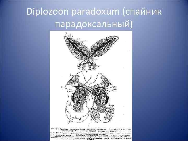 Diplozoon paradoxum (спайник парадоксальный) 