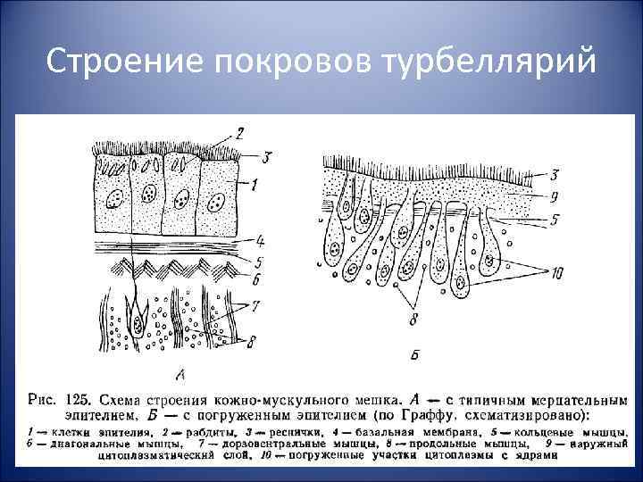 Строение покровов турбеллярий 