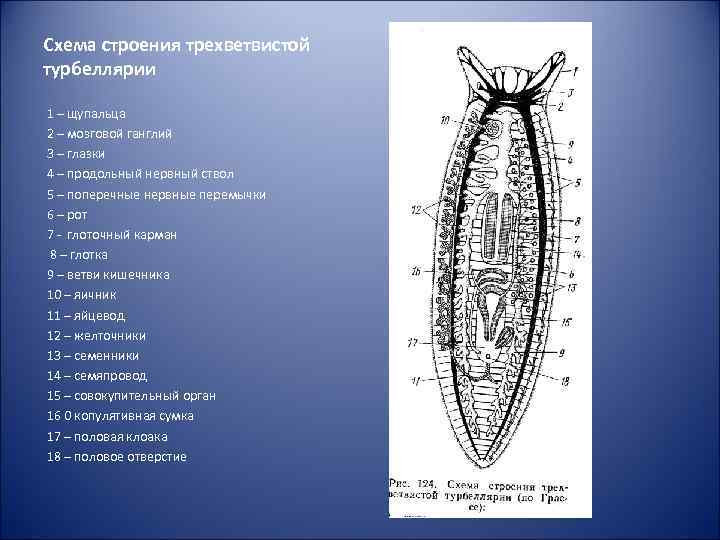 Схема строения трехветвистой турбеллярии 1 – щупальца 2 – мозговой ганглий 3 – глазки