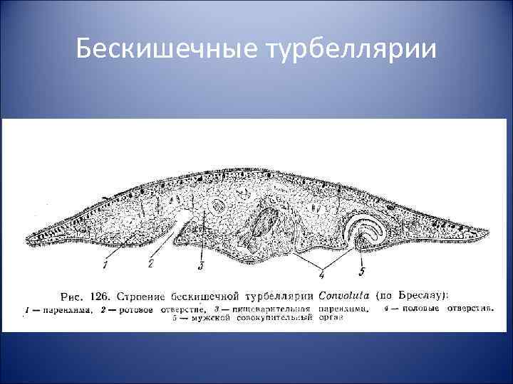 Бескишечные турбеллярии 