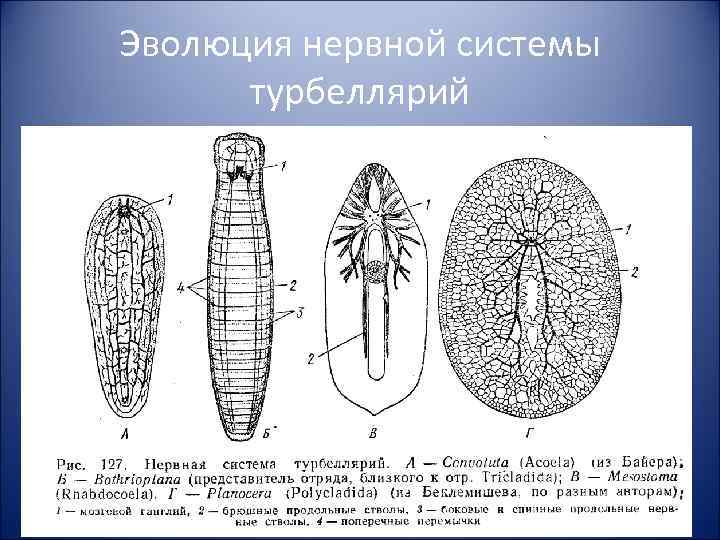 Эволюция нервной системы турбеллярий 