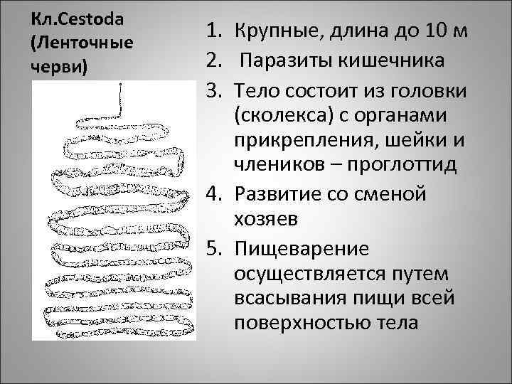Кл. Cestoda (Ленточные черви) 1. Крупные, длина до 10 м 2. Паразиты кишечника 3.