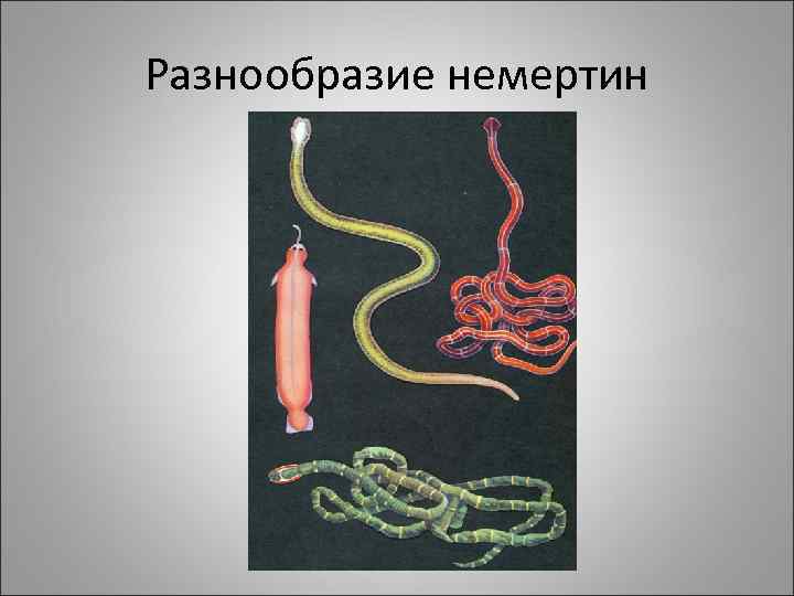 Разнообразие немертин 