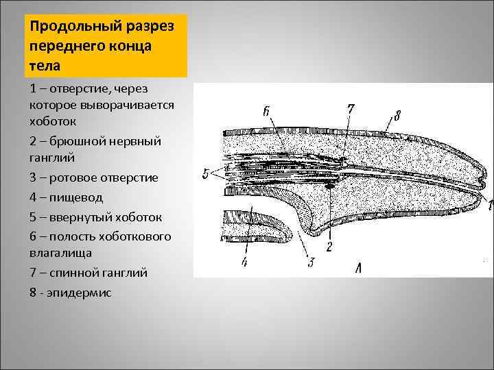 Продольный разрез переднего конца тела 1 – отверстие, через которое выворачивается хоботок 2 –