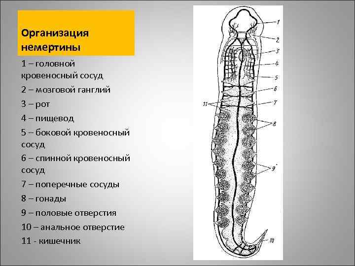 Организация немертины 1 – головной кровеносный сосуд 2 – мозговой ганглий 3 – рот