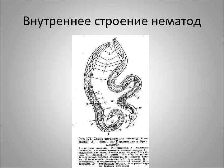 Внутреннее строение нематод 