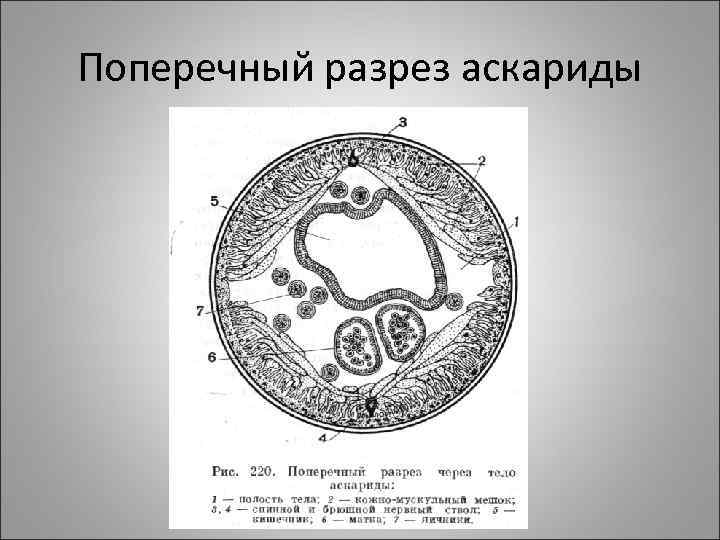 Поперечный разрез аскариды 