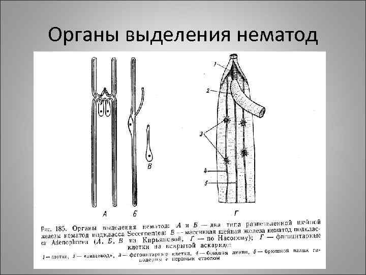 Органы выделения нематод 