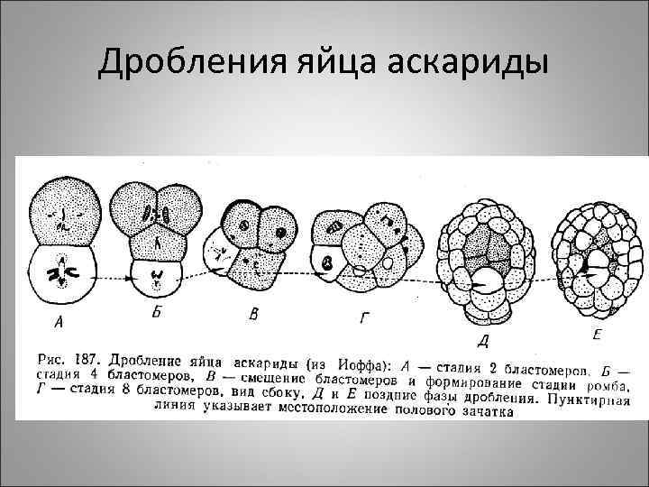 Дробления яйца аскариды 