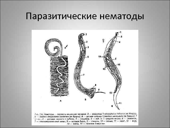 Паразитические нематоды 