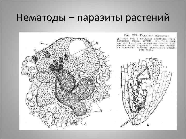 Нематоды – паразиты растений 
