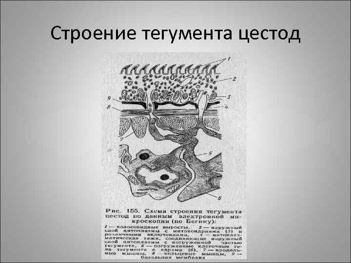 Строение тегумента цестод 