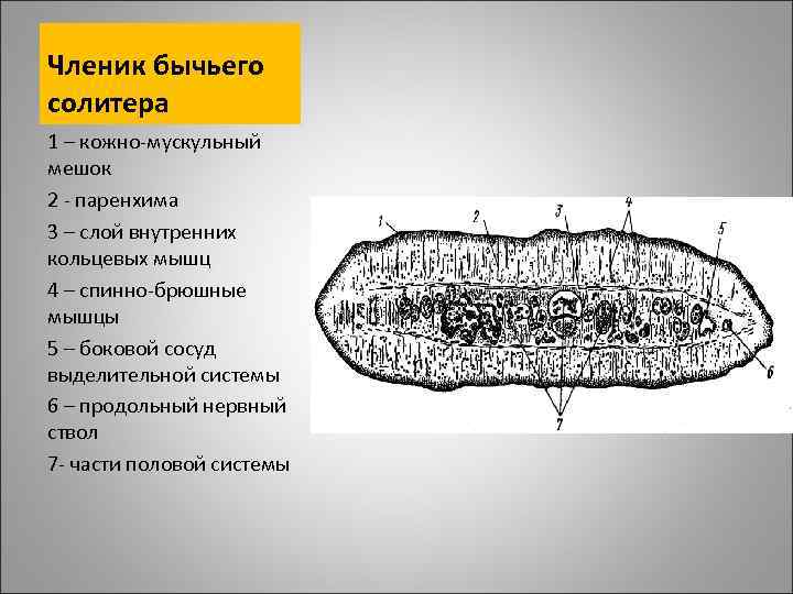 Членик бычьего солитера 1 – кожно-мускульный мешок 2 - паренхима 3 – слой внутренних