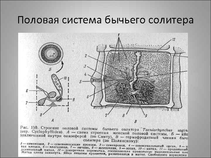Половая система бычьего солитера 