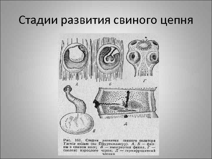Стадии развития свиного цепня 