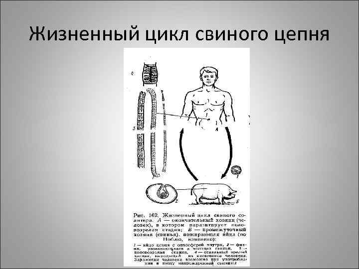 Жизненный цикл свиного цепня 