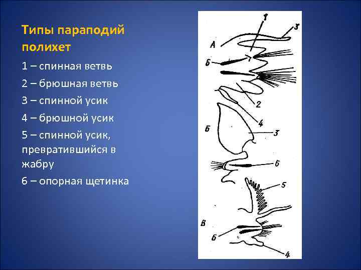 Типы параподий полихет 1 – спинная ветвь 2 – брюшная ветвь 3 – спинной