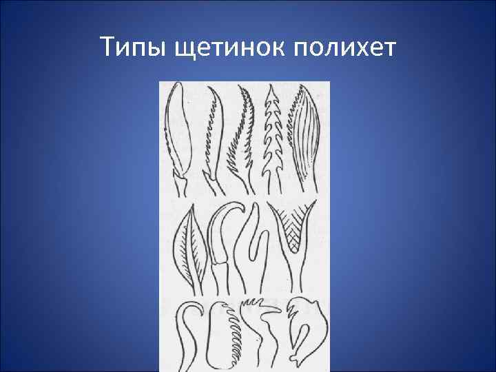 Типы щетинок полихет 