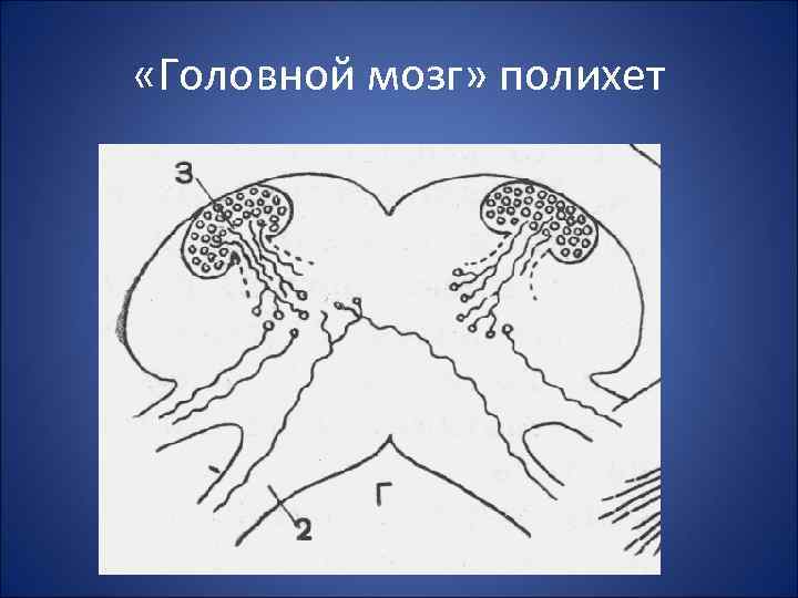  «Головной мозг» полихет 