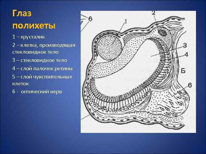 Глаз полихеты 1 – хрусталик 2 – клетка, производящая стекловидное тело 3 – стекловидное